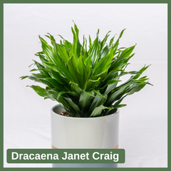 Dracaena Janet Craig