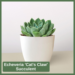 Echeveria 'Cat's Claw' Succulent