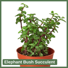 Elephant Bush Succulent