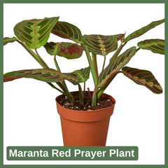 Maranta Red Prayer Plant