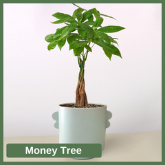 Money Tree