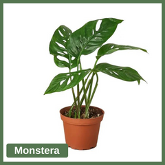 Monstera