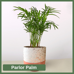 Parlor Palm