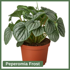 Peperomia Frost