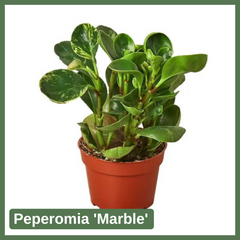 Peperomia 'Marble'