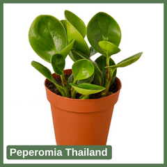 Peperomia Thailand