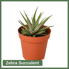 Zebra Succulent