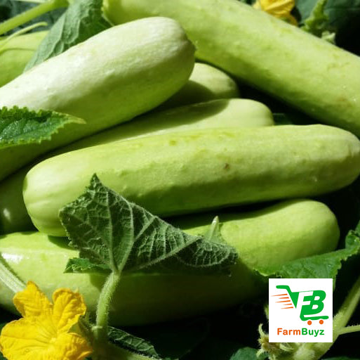 Cucumber Kakadi Farmbuyz