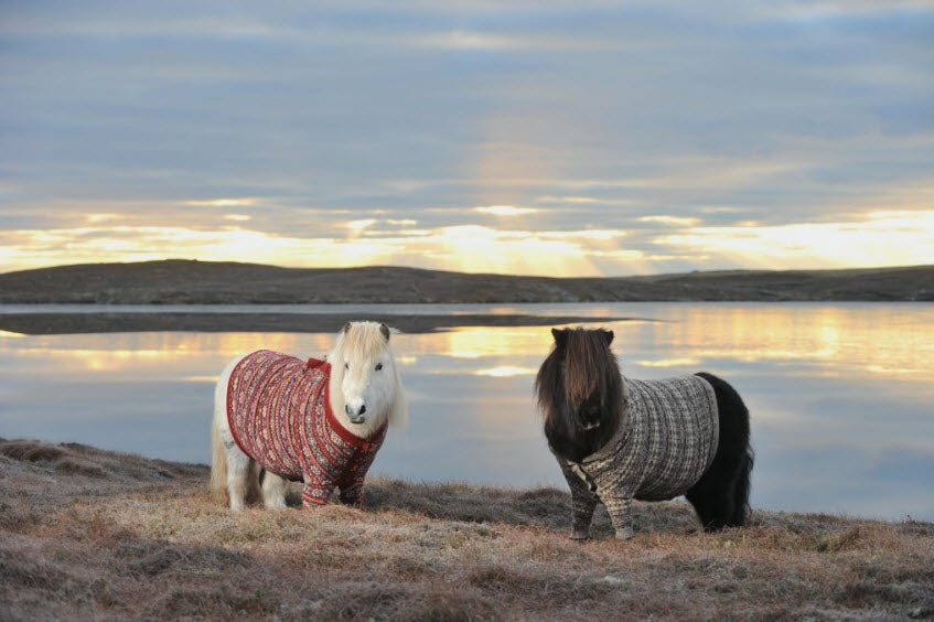 ponies in fair isle jumpers