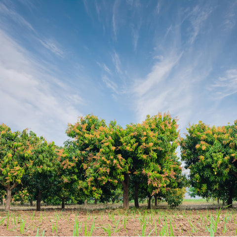 Mango trees bearing fruit | malletandplane.com