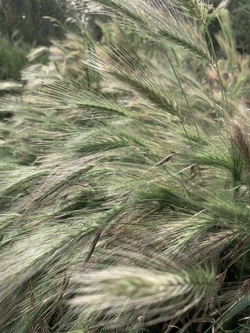 Natural grasses are like eco-friendly fabrics in Arkeras gowns