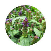 Self Heal