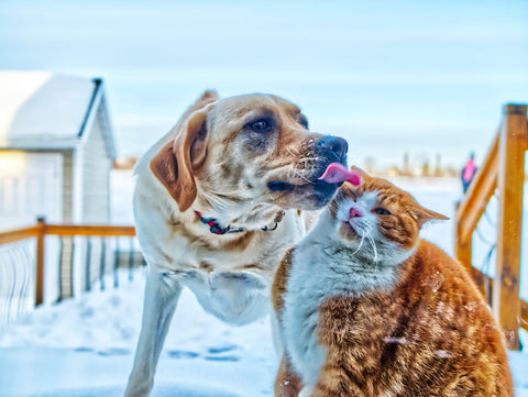 Antifreeze in Cats and Dogs