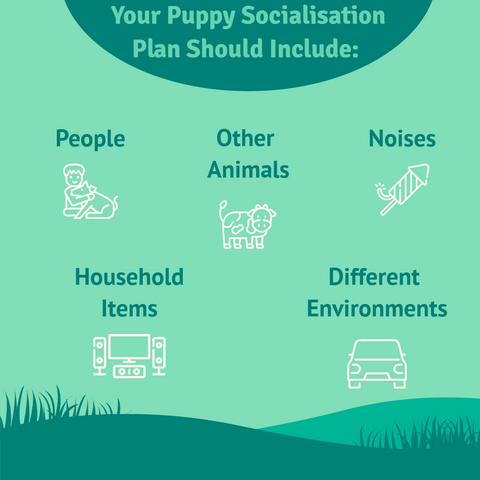 Puppy Socialisation Plan