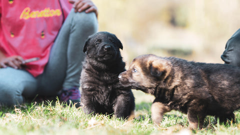 How to Socialise Puppies (Photo by Anna Dudkova on Unsplash
