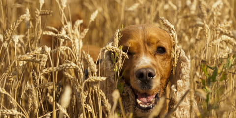 Gluten Free Dog Food