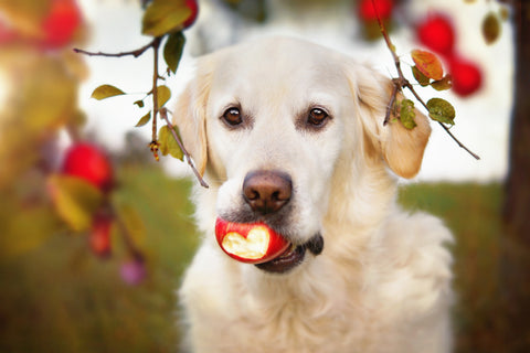 Heart Disease in Dogs