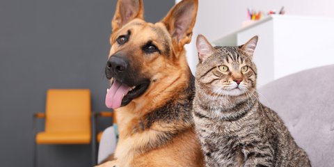 Kidney disease in dogs and cats 