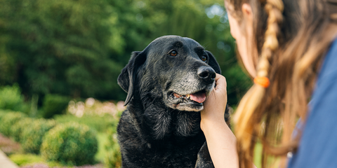 How to look after an older dog