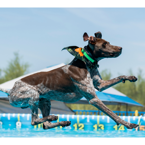 Dock diving for dogs