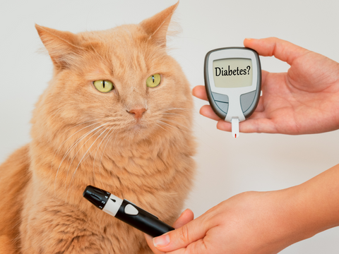 Diabetes in pets