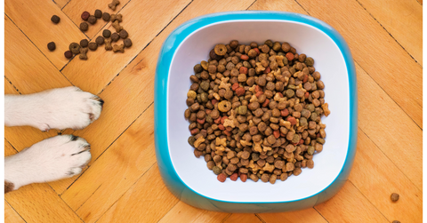 Commercially prepared Dog Food, Photo by Mathew Coulton on Unsplash