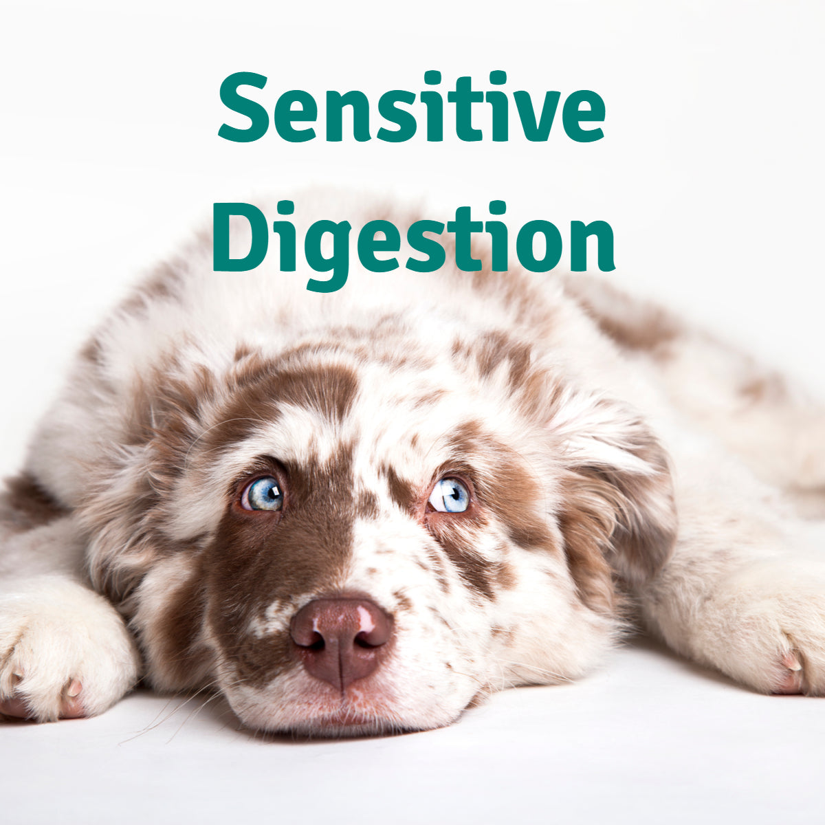 Sensitive Dog Food