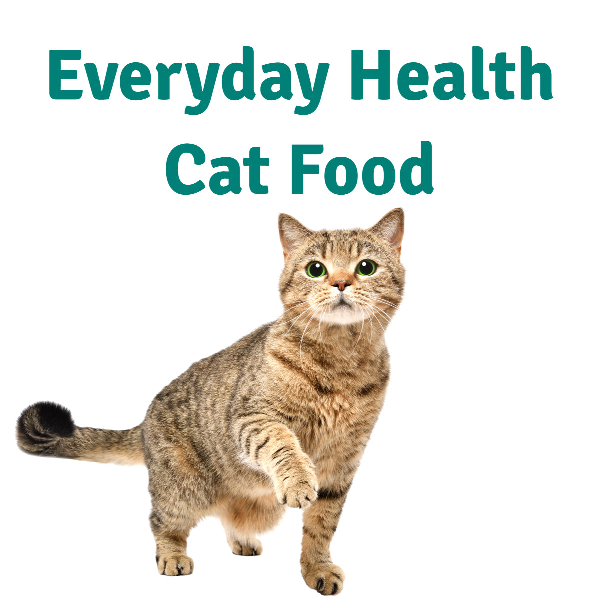 Everyday Food for Cats