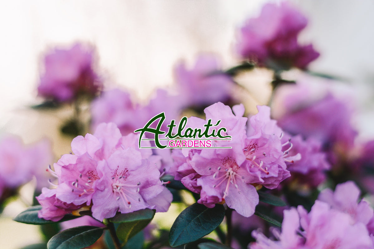 Atlantic Gardens