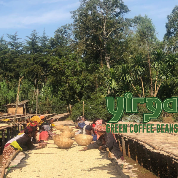 Washing-station of Utopia Green Coffee Supplies in Yirgacheffee