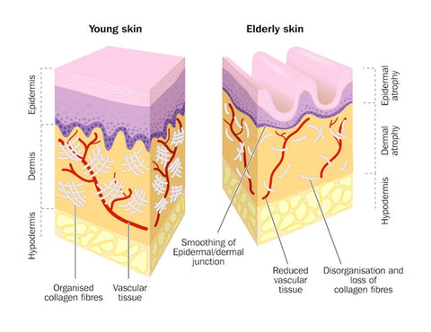 The difference between young and elderly skin explained