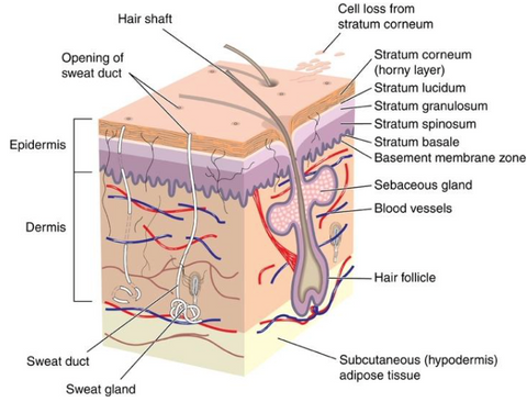 Cross Section Of Our Skin
