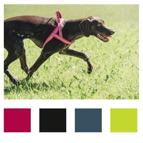 Hurtta Padded Dog Harness | AKC Shop