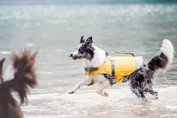 is duck jerky bad for dogs