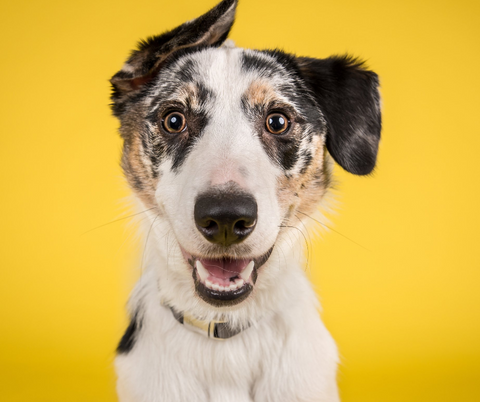 One ear up, one ear down, happy pup, not a frown