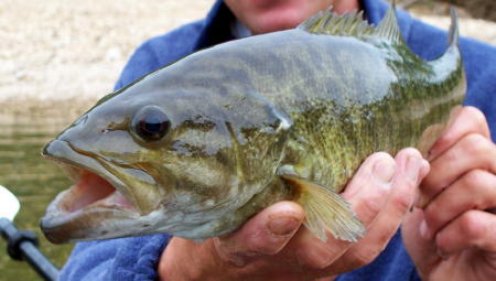 Smallmouth season is ON!