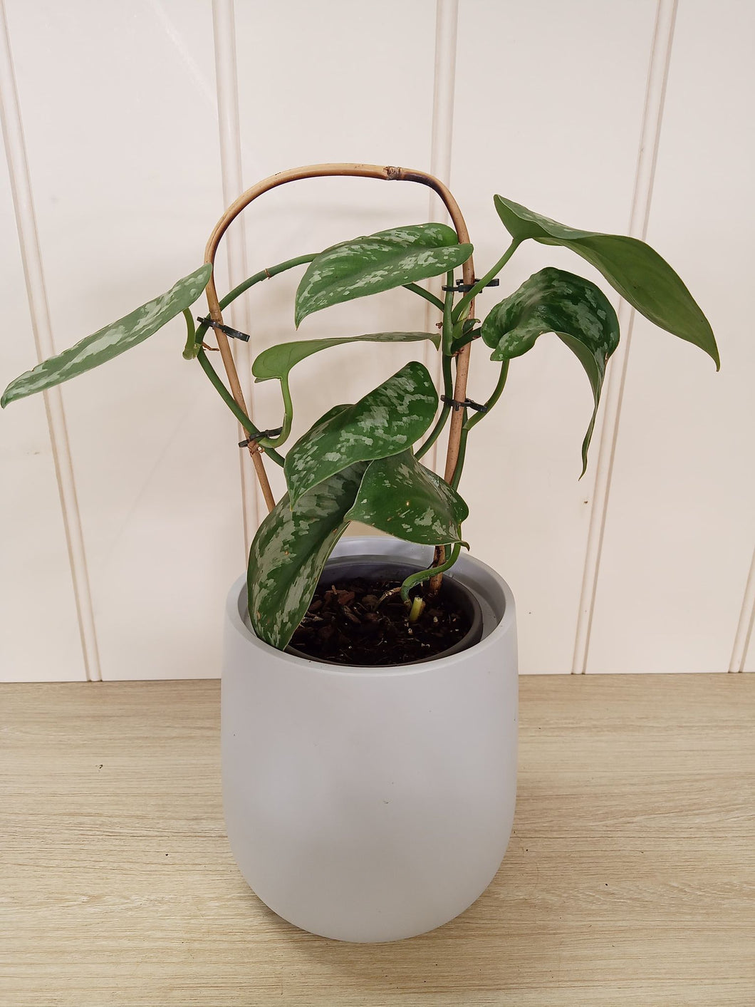 Silver Pothos with Mini Self-Watering Pot