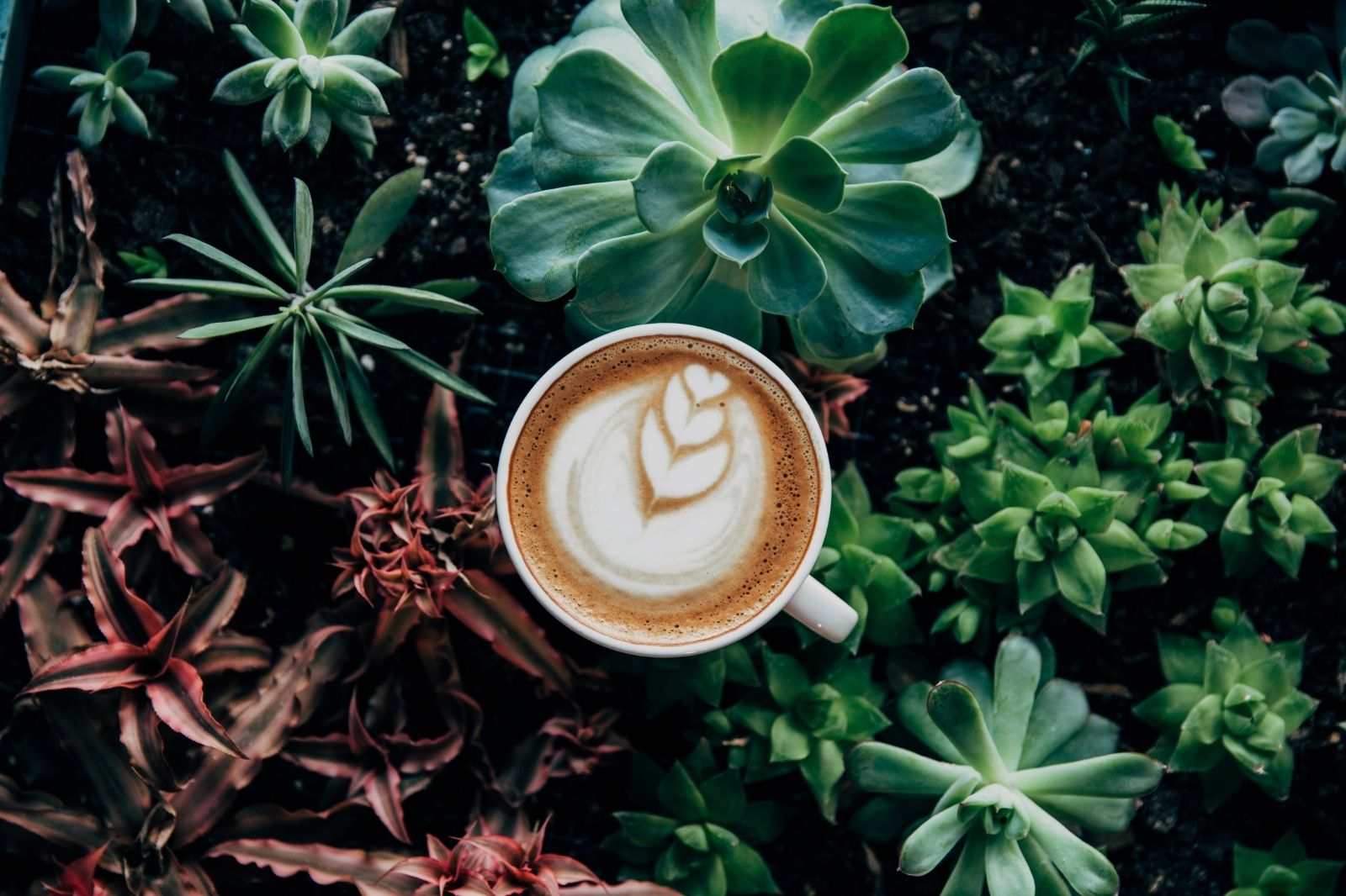 Diese Pflanzen mögen Kaffeedünger