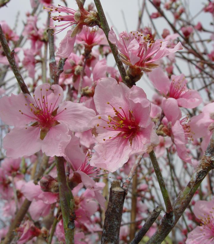 NECTARINE (PRUNUS)  `ARCTIC GLO` - In Store Pickup