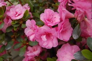 AZALEA 'ROSEBUD' – The Gardeners' Choice