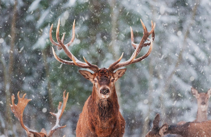 Chapeau Bois de Cerf Costume cervidé animal totem païen,  France