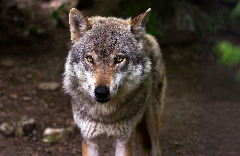 Le loup - Un mois, un animal - Blog Fauna