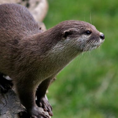 Der Otter