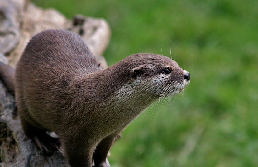 loutre