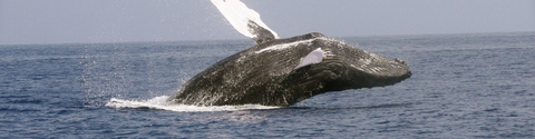 Animal totem Baleine