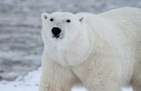 Eisbär