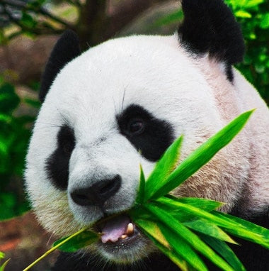 Der Panda