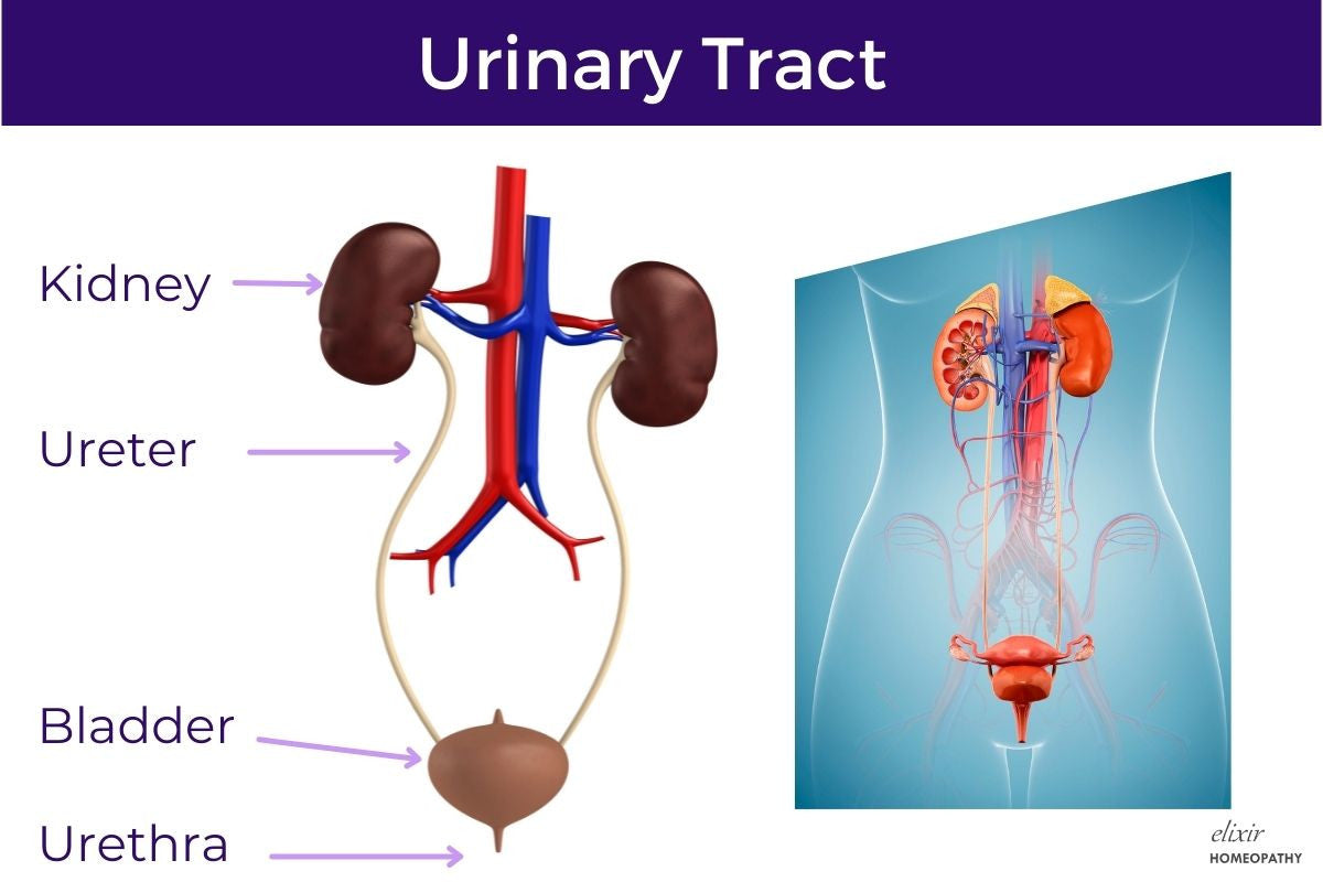 Urinary Tract and its Organs