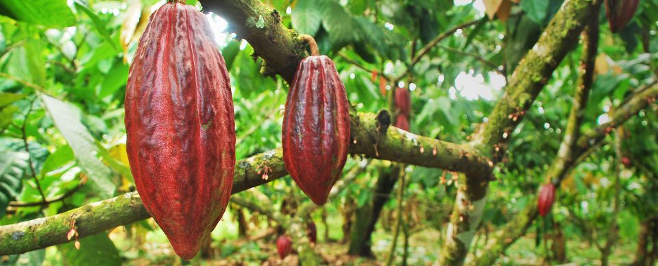 cacao-tree