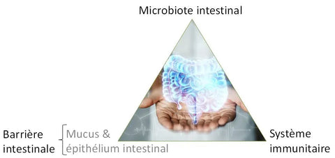 Ecosystème intestinal